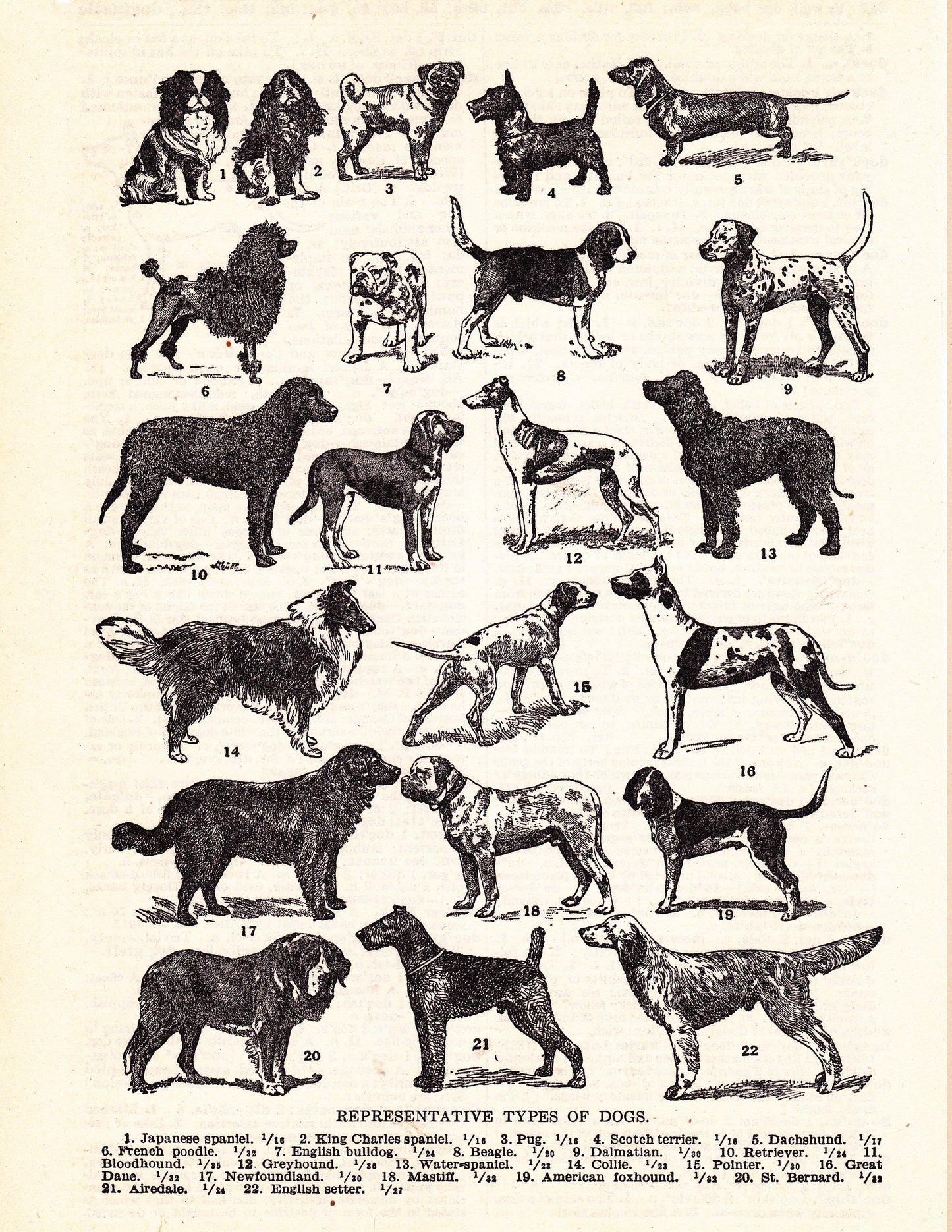 Ilustración perros varios