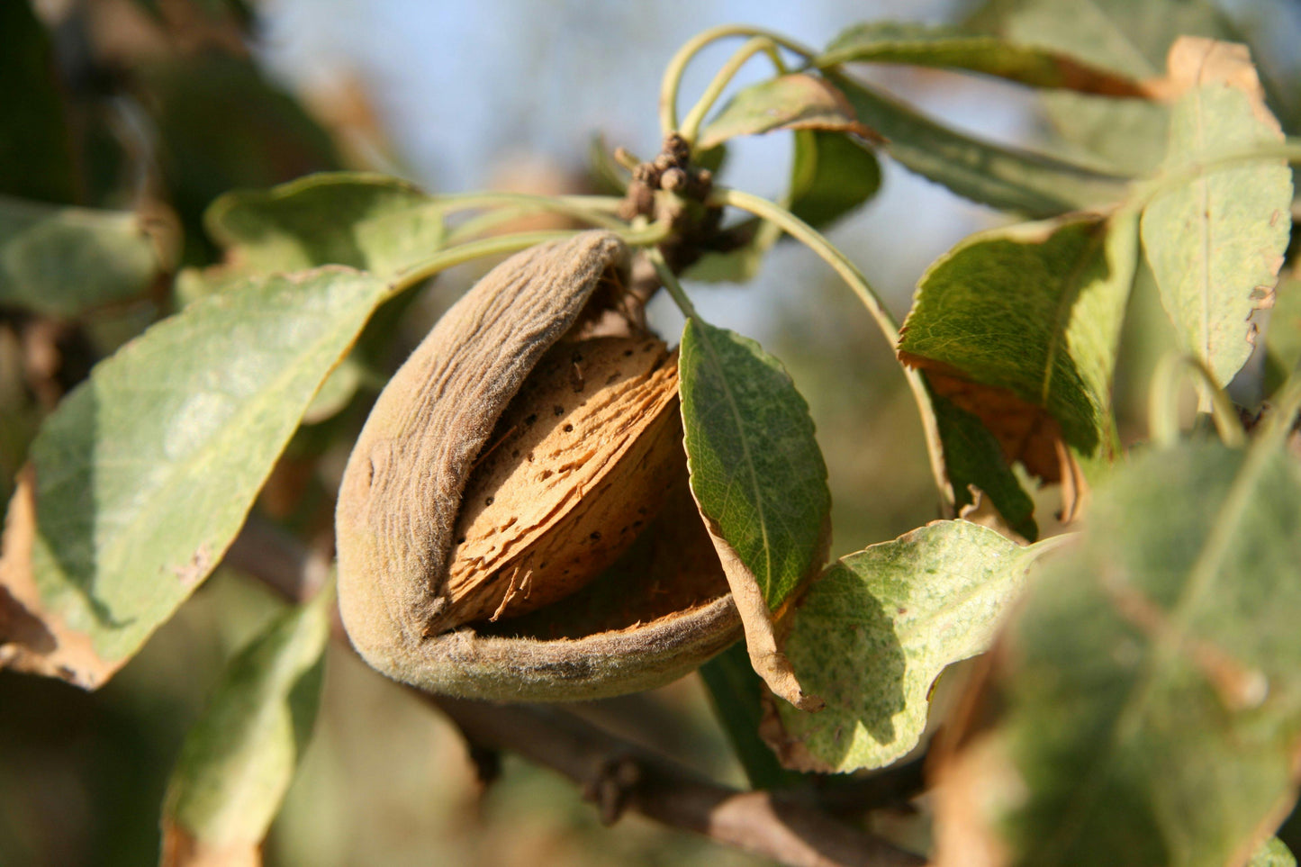 Almendras crocantes con chocolate sin azúcar