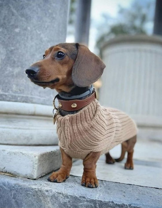 Perros salchicha, porque?